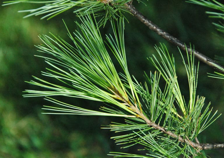 Columnar White Pine Prairie Gardens