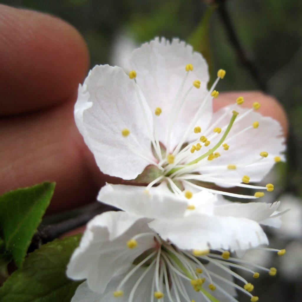 Rootstock American Plum Prairie Gardens