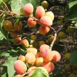 HardyApricot