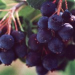 Saskatoons-1