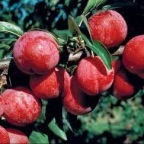 pembina_plum