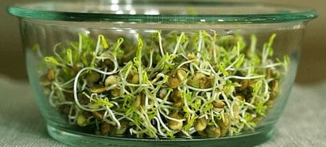 Featured image for “How to sprout everything”