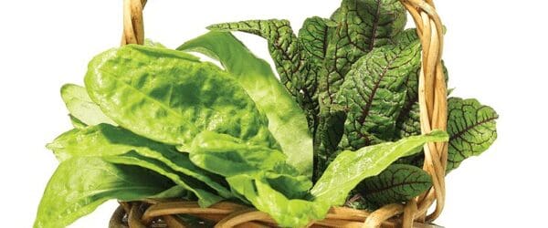 Featured image for “Creamy sorrel soup”