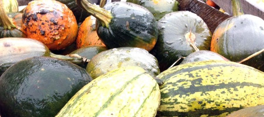 Winter Pumpkins