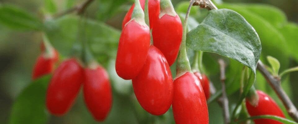 Featured image for “17 backyard fruits – Sweet, fresh and very, very local”