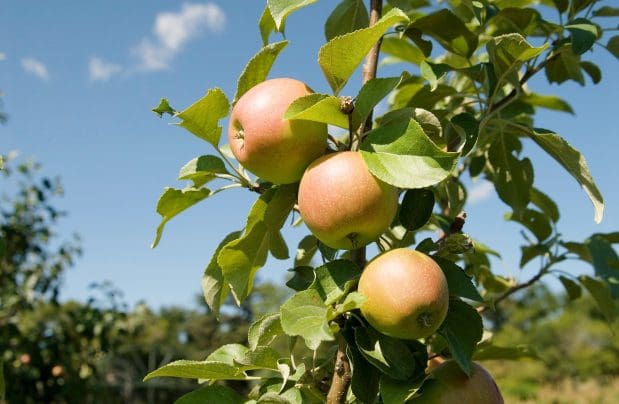 Featured image for “Zone 1 & 2 Apples (Extreme Cold Hardiness)”