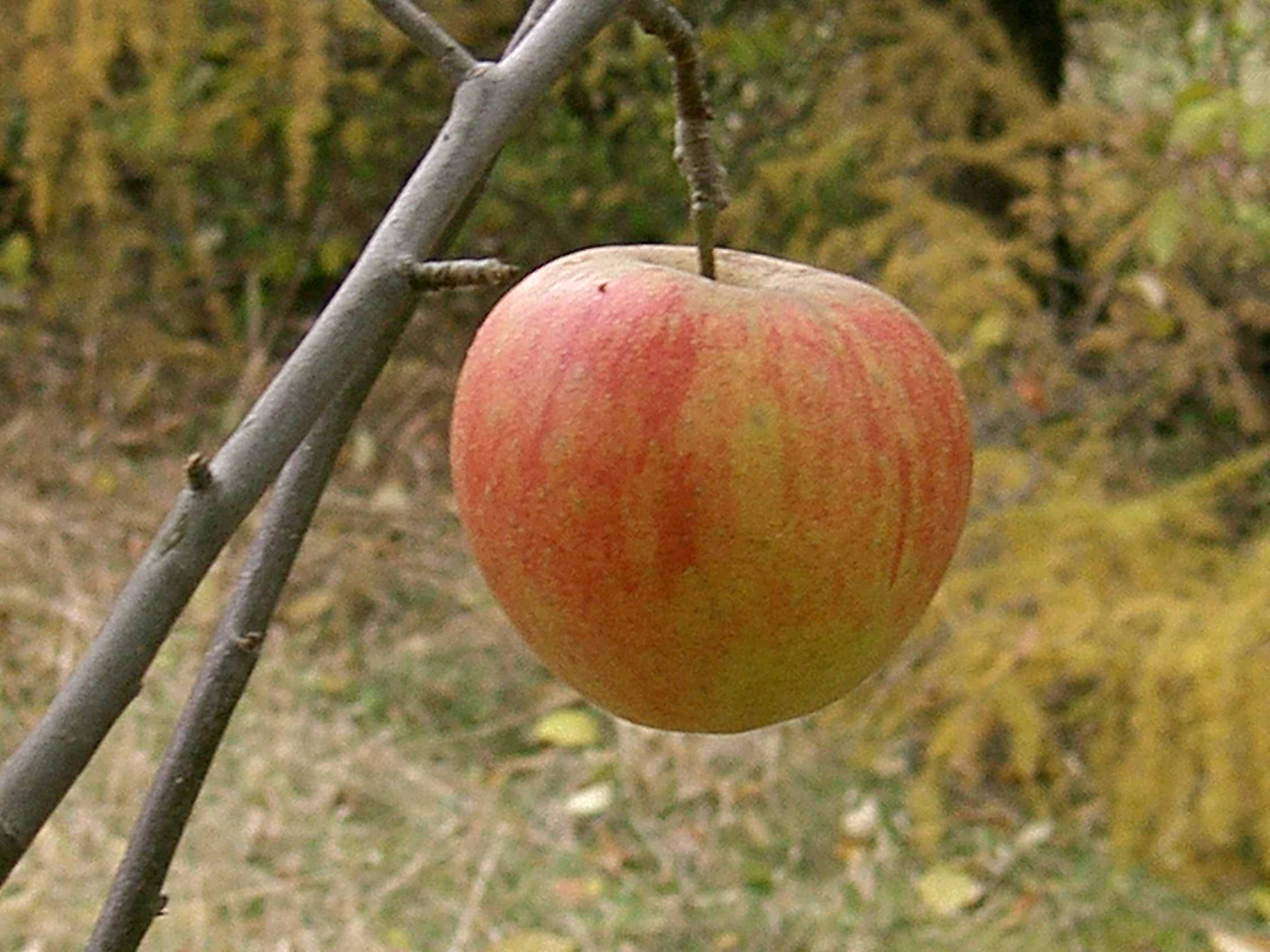 Featured image for “Battleford Apple”
