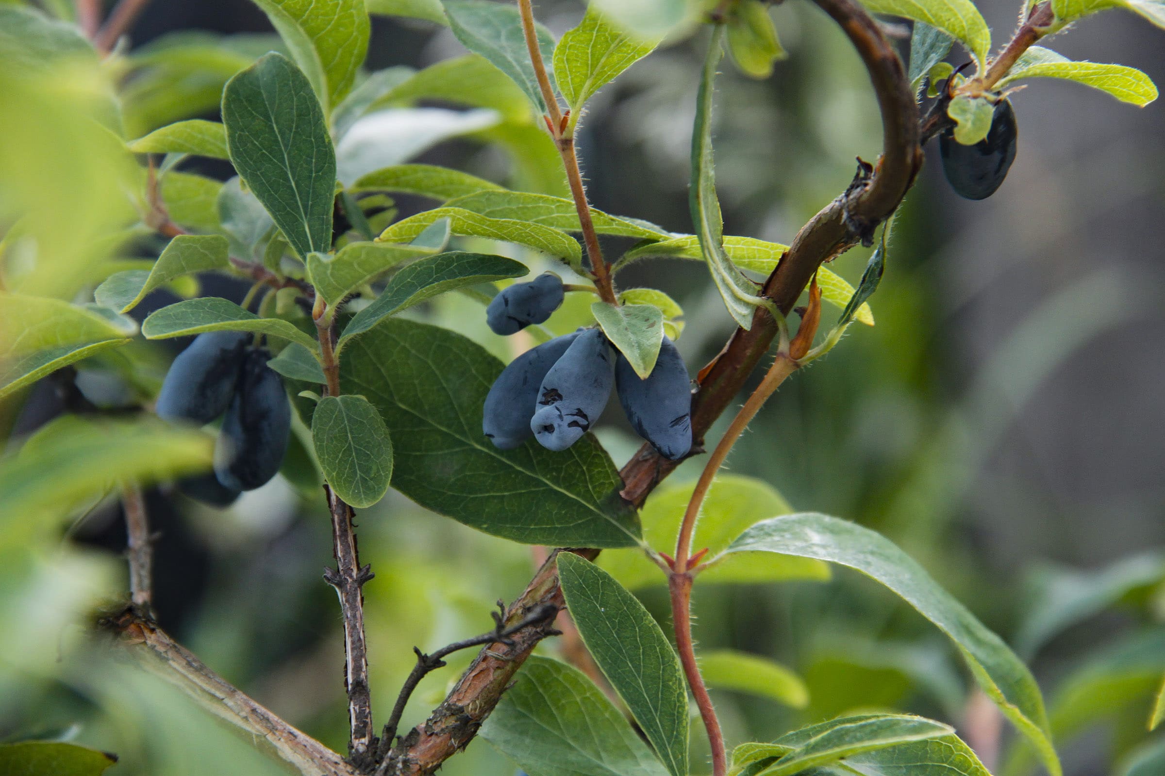 Featured image for “Boreal Beauty Haskap Berry”