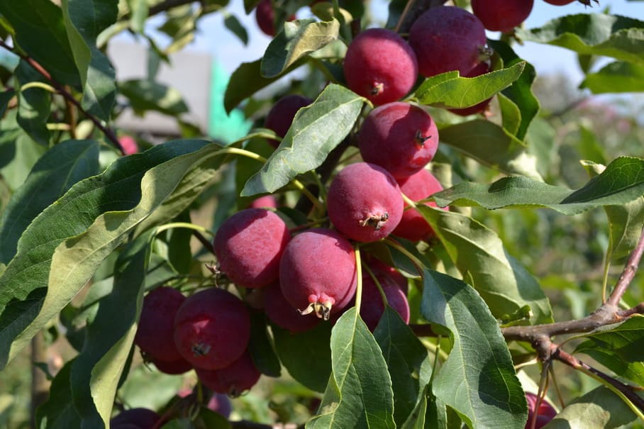 Featured image for “Dolgo Crabapple”