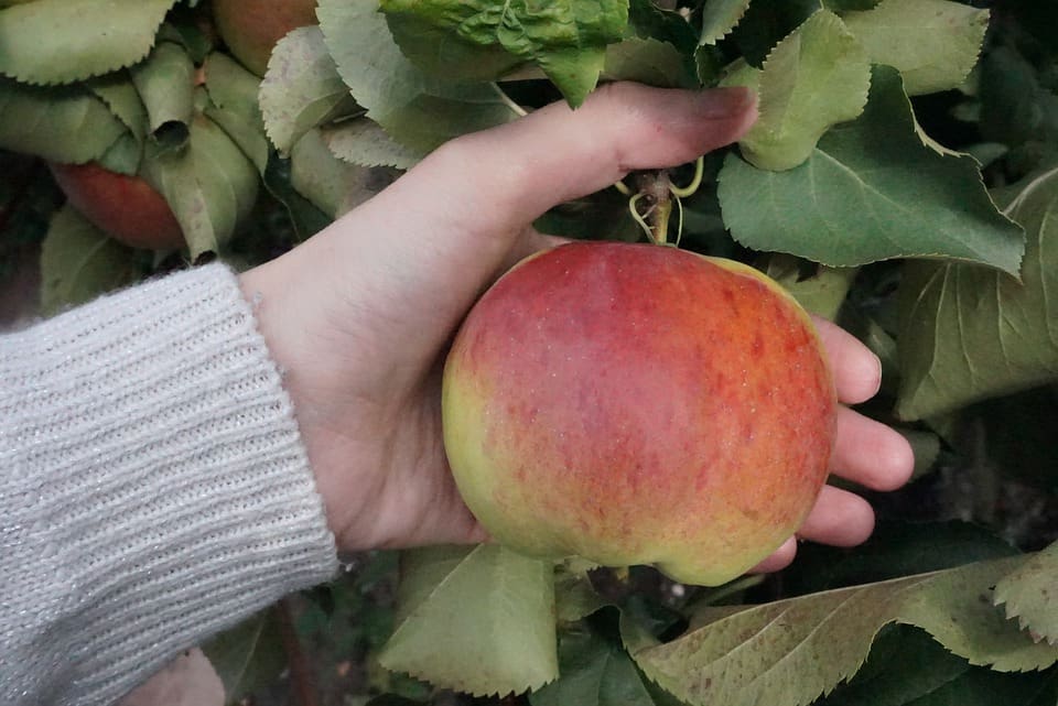 Featured image for “Dwarf Gemini Apple”
