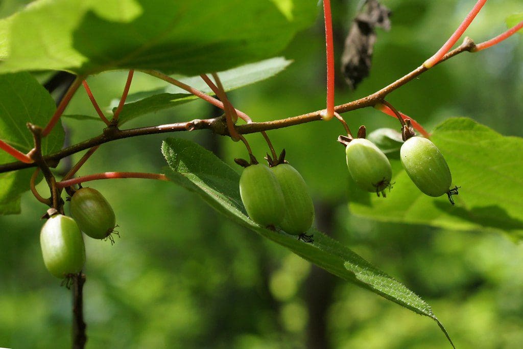 Issai Hardy Kiwi