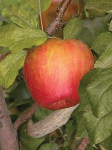 Featured image for “Keeper (Long-Storage) Apples”