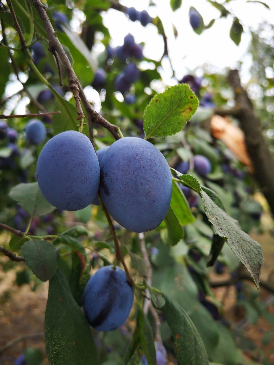 Featured image for “Mount Royal Plum”