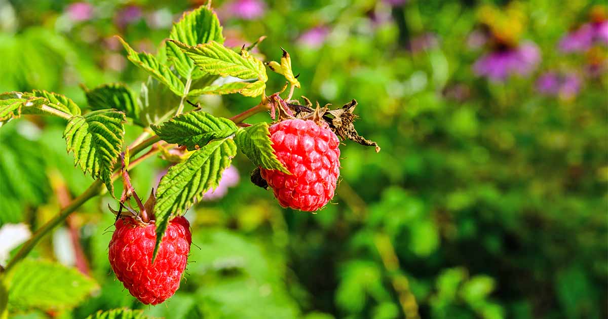 Red Mammoth Raspberry