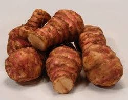 Helianthus - Jerusalem Artichokes