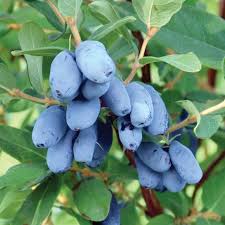Featured image for “Boreal Beast Haskap Berry”