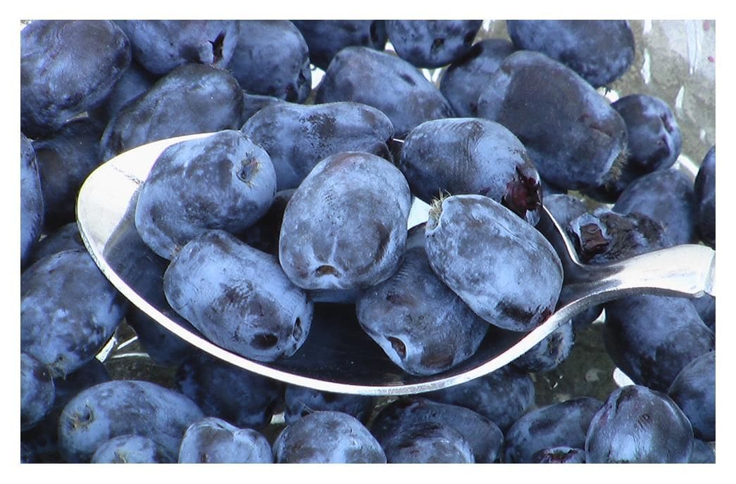 Featured image for “Borealis Haskap Berry”