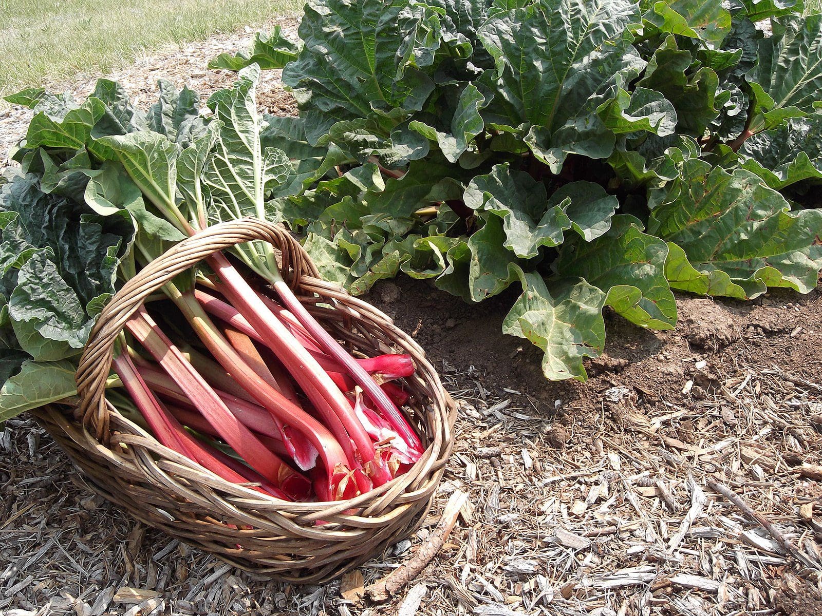 Featured image for “German Wine Rhubarb”