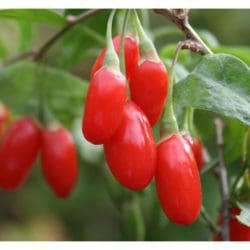 Photo courtesy Jeffries Nurseries
