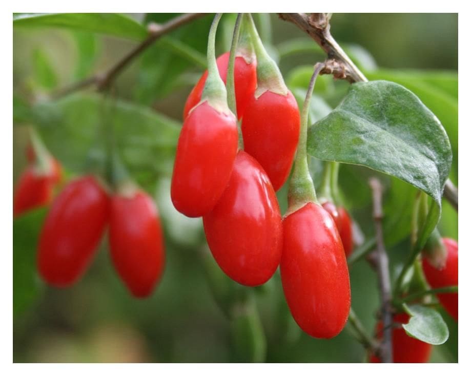 Featured image for “Goji Berry”