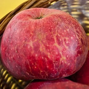 Featured image for “Haralson Apple”