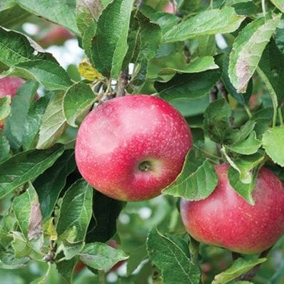 Featured image for “Hardi-Mac Apple”
