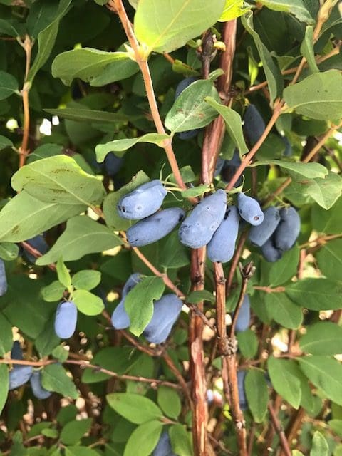 Featured image for “Blue Banana Haskap Berry”