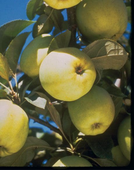 Featured image for “Heyer #12 Apple”