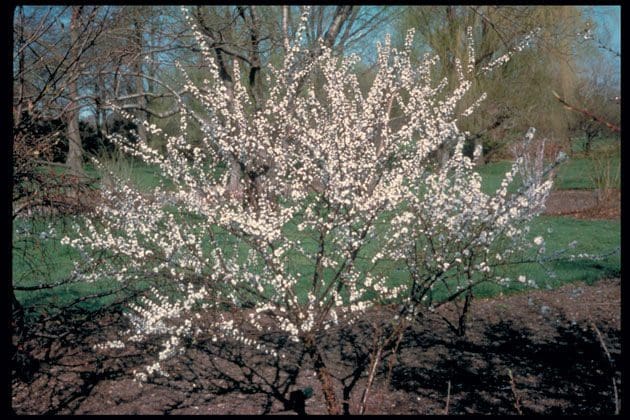 Featured image for “Pink Candles Nanking Cherry”