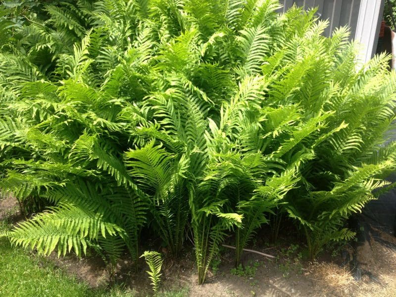Featured image for “Native Fern (Edible)”