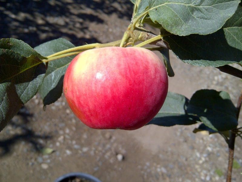 Featured image for “Dwarf Parkland Apple”