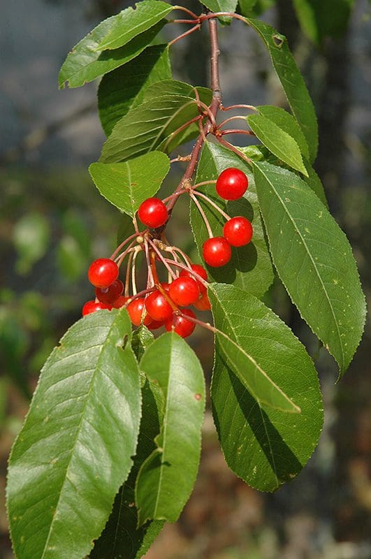 Featured image for “Pincherry (Native)”
