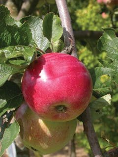 Featured image for “Dwarf Red Sparkle Apple”
