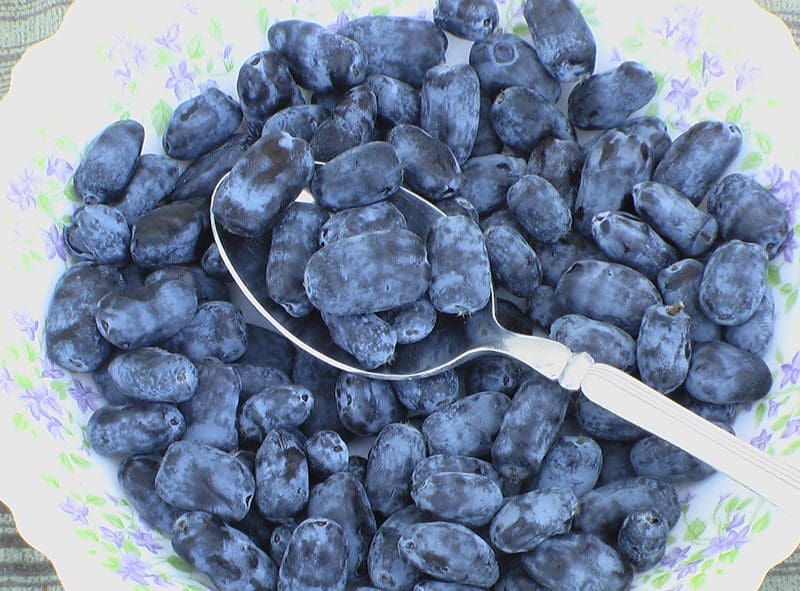 Featured image for “Tundra Haskap Berry”
