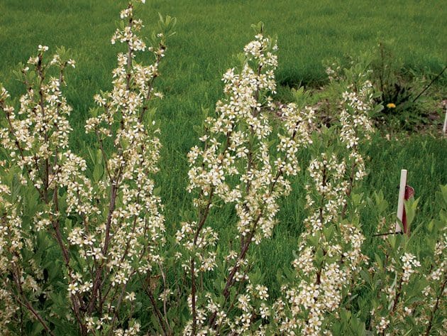Western Sand Cherry
