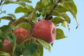Featured image for “Zestar! Apple”