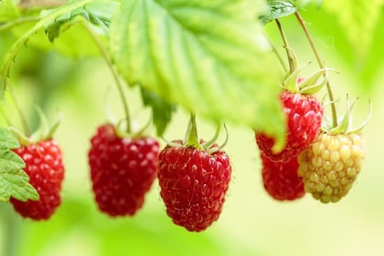 Joan J Thornless Raspberry