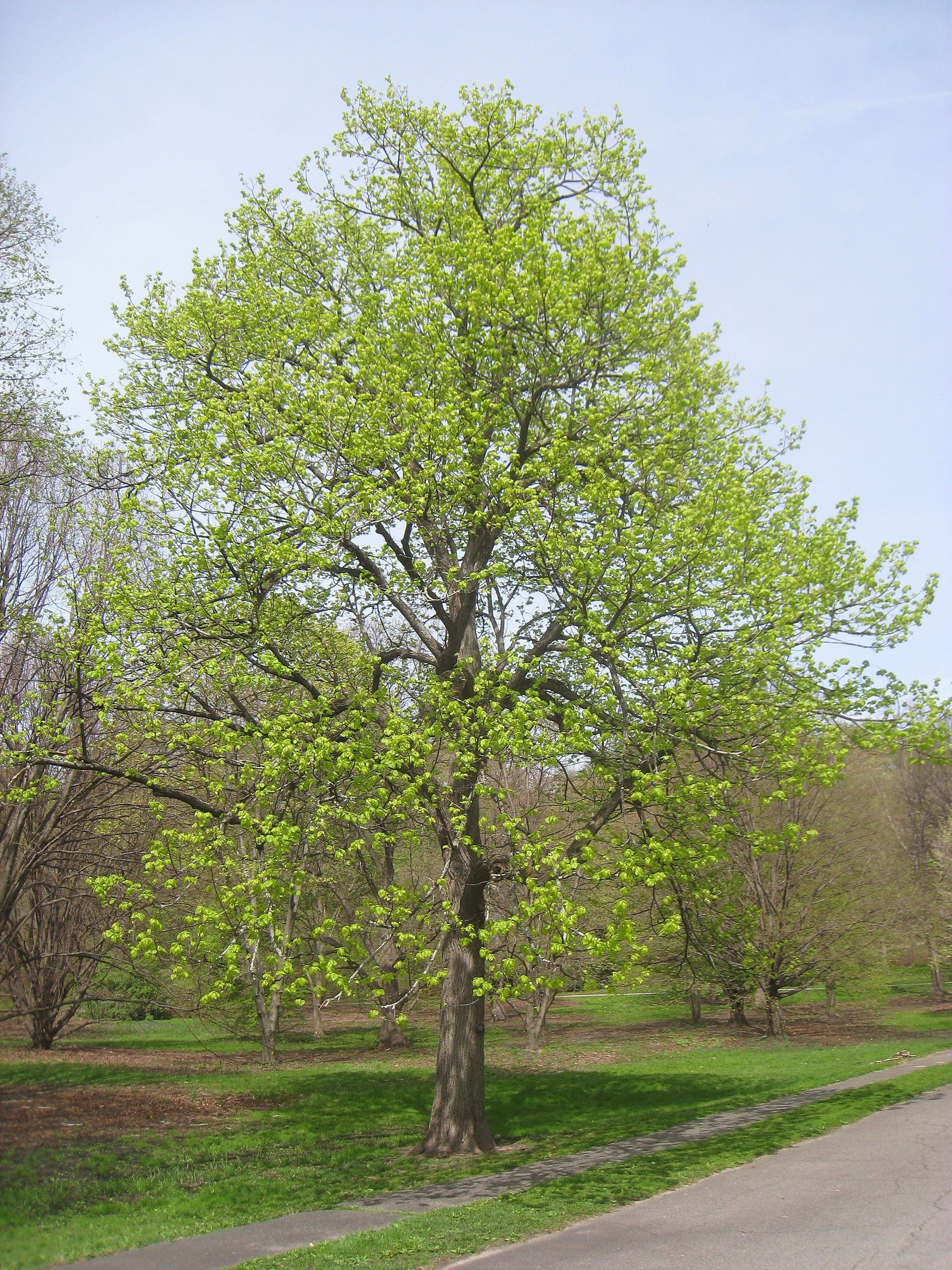 Featured image for “American Linden”