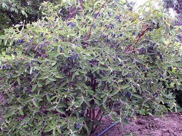 Featured image for “Combination Haskap Berry (2 kinds)”