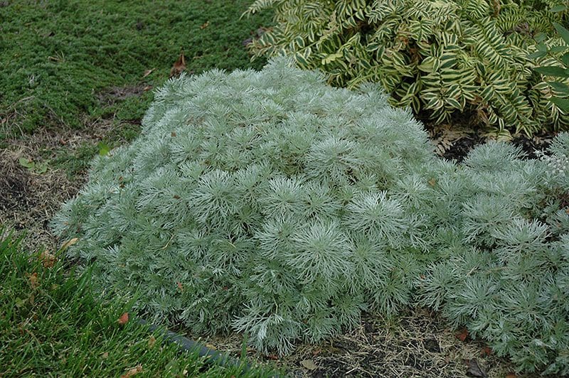 Photo courtesy NetPS Plant Finder