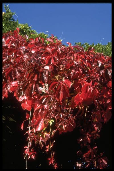 Featured image for “Virginia Creeper”