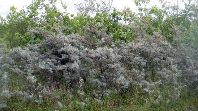 Featured image for “Seaberry/ Buckthorn Silver Star (Male)”