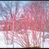 Featured image for “Red Osier Dogwood”