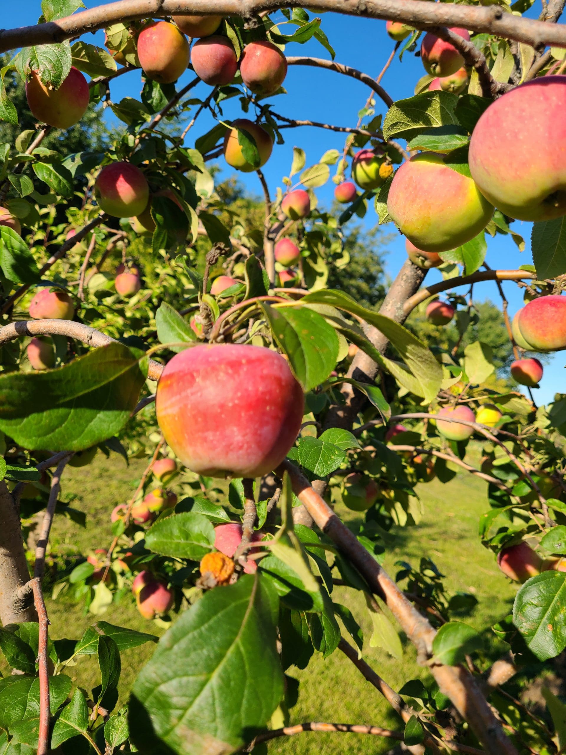 Featured image for “Dwarf Prairie Magic® Apple”