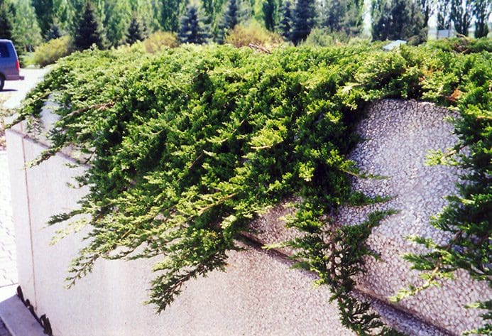 Photo Courtesy NetPS Plant Finder