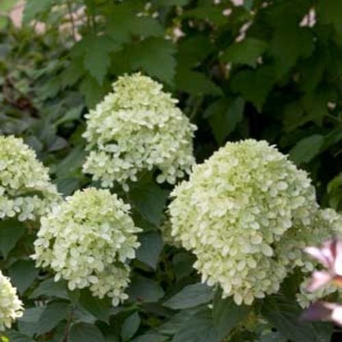 Featured image for “Little Lime Punch® Hydrangea”