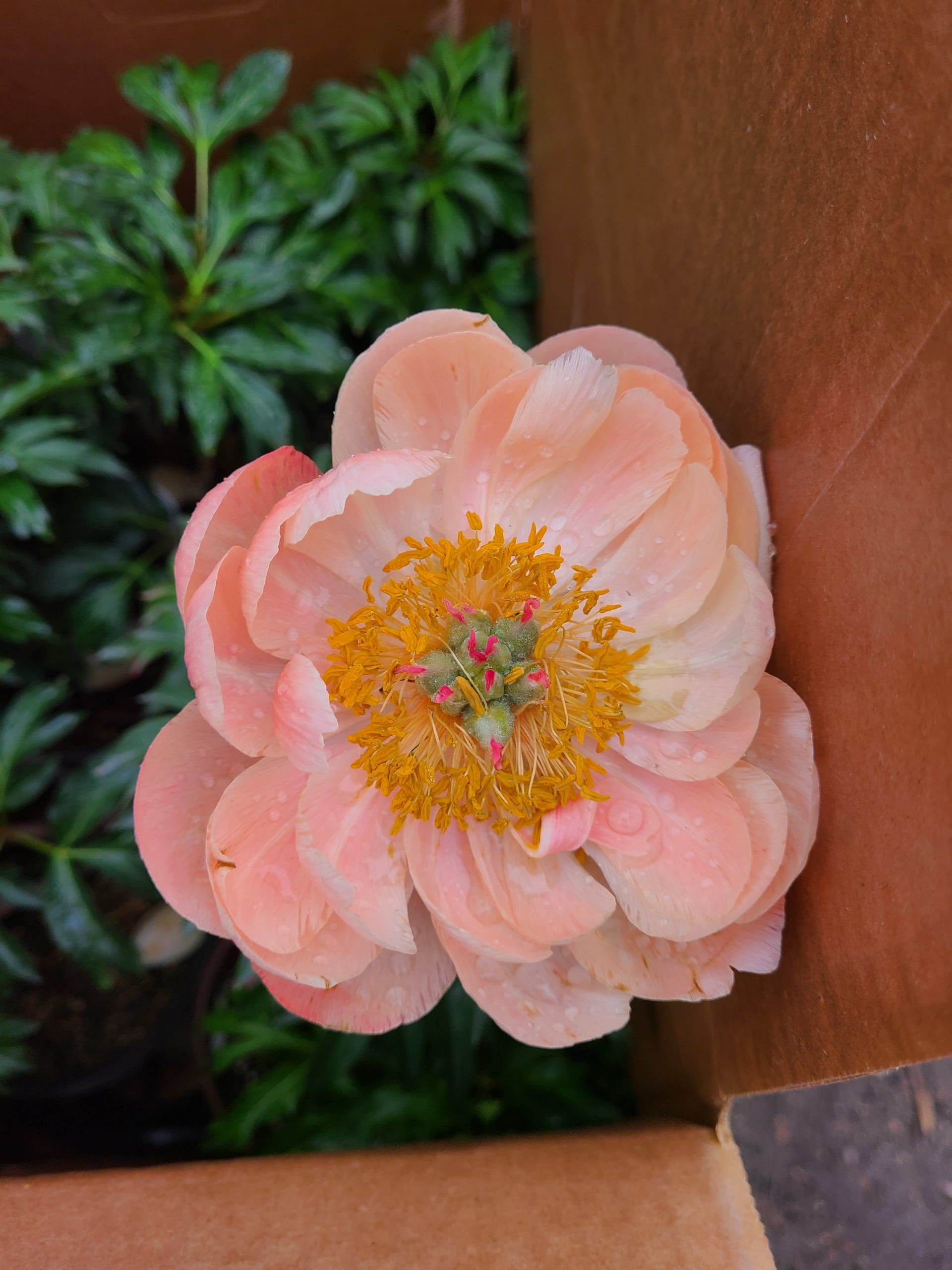 Coral Charm Peony