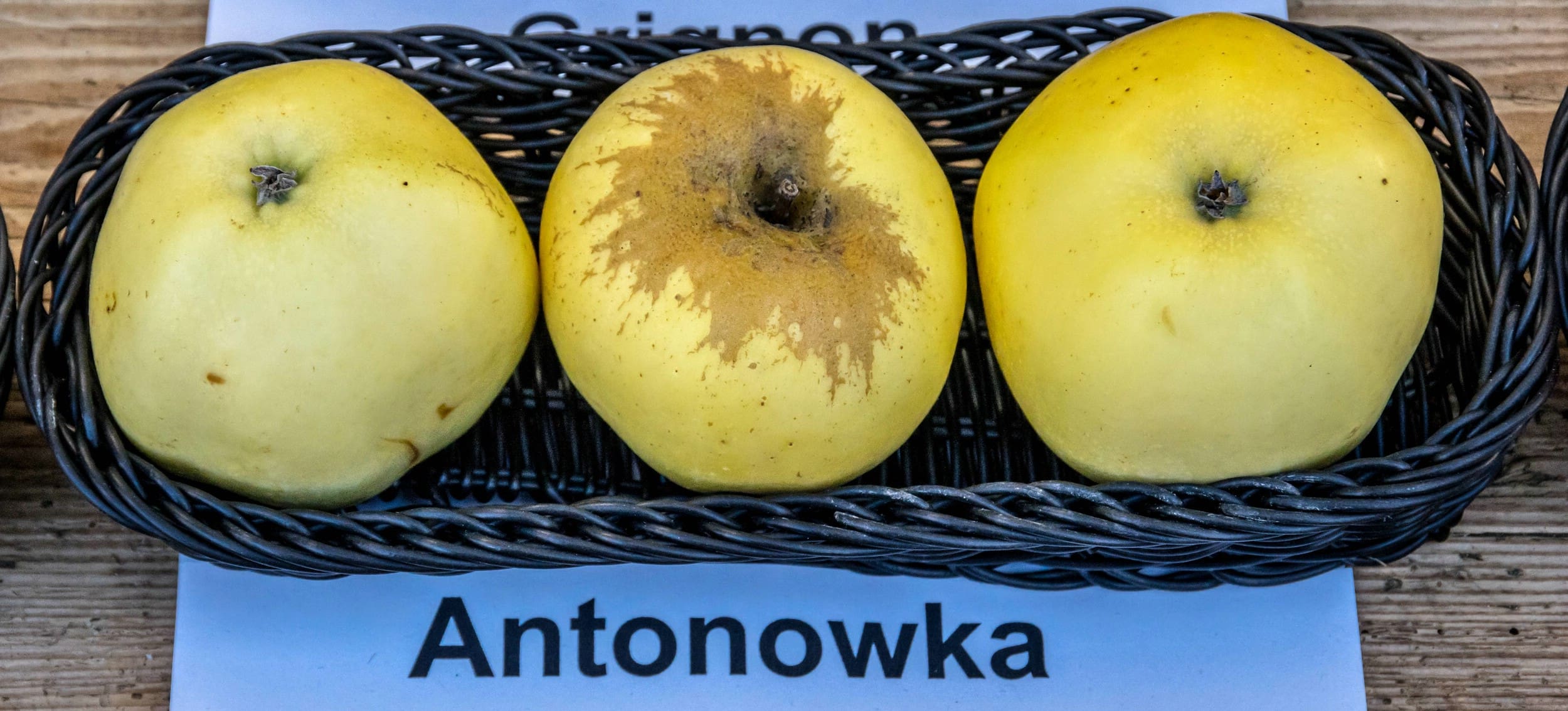 Featured image for “Antonovka Apple”