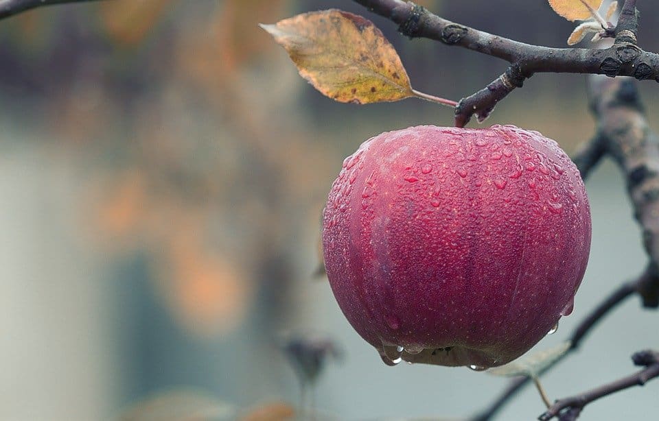 Featured image for “Boris Apple”