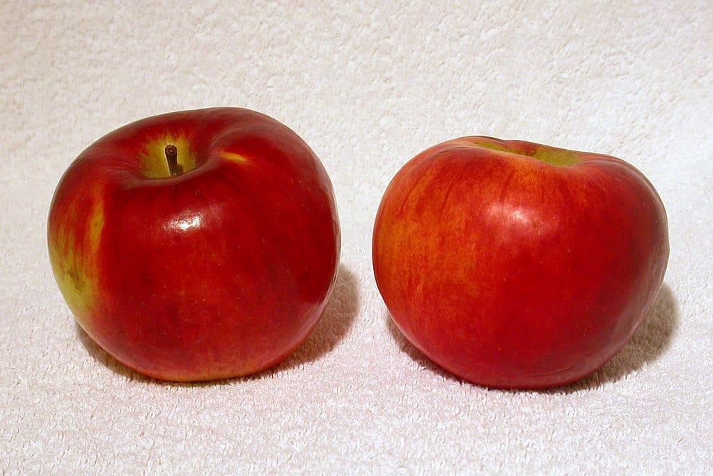Featured image for “Cortland Nova Red Apple”